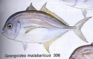 Carangoides malabaricus
